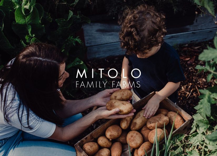 A woman and her son harvesting potatoes together with the Mitolo Family Farms logo in the foreground